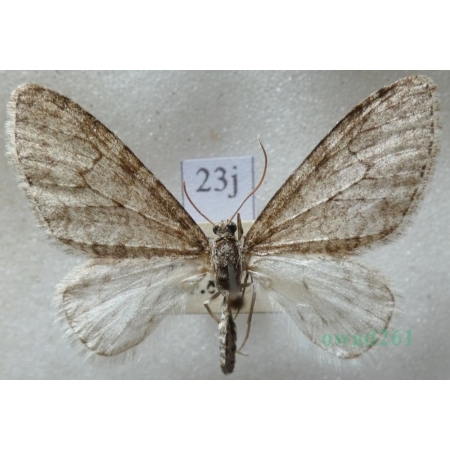 Trichopteryx carpinata (Borkhausen, 1794) Płatynka grabówka Czech23j